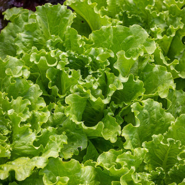 Lettuce Batavia (Iceberg Type - Red/Green Mix) Exotic Vegetable Seeds