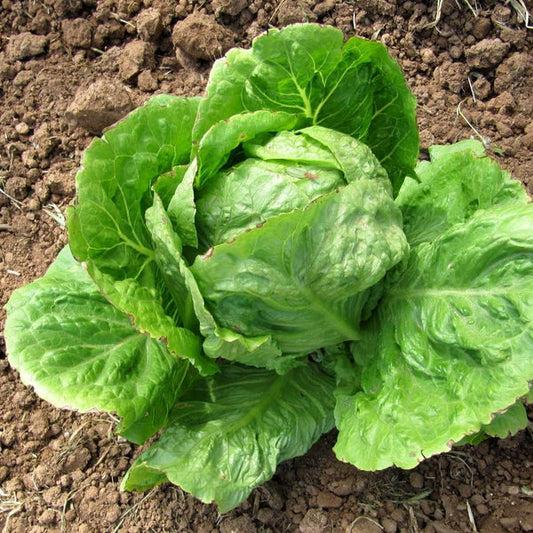 Fresh Iceberg Lettuce - Sanista Variety (Per Head)