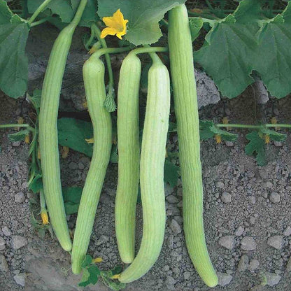 Kakri Long Melon Selection Vegetable Seeds