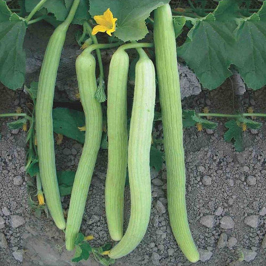 Kakri Long Melon Selection Vegetable Seeds