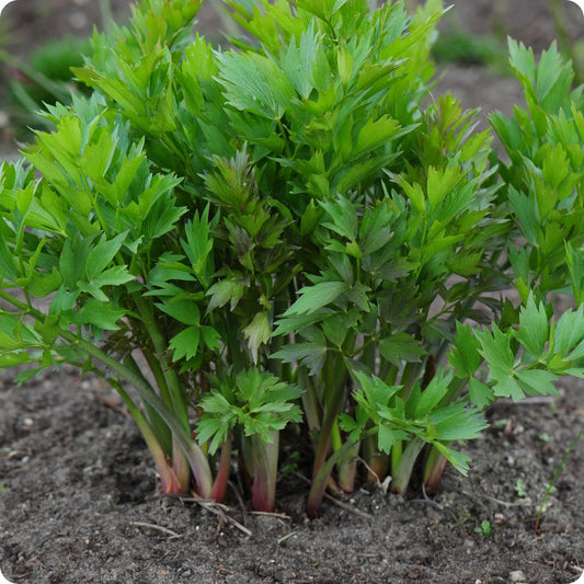 Lovage - Premium Imported Herb Seeds