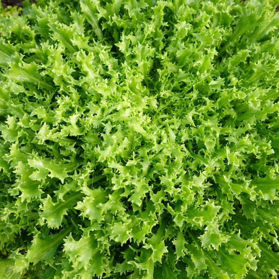 Salad Endive Green Microgreens Seeds