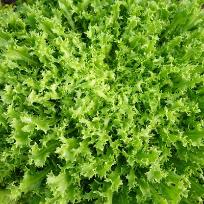 Salad Endive Green Microgreens Seeds