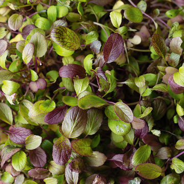 Komatsuna Green & Purple Microgreens Seeds