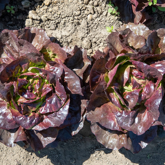 Butterhead Red Microgreens Seeds for Fresh and Flavorful Lettuce Salad