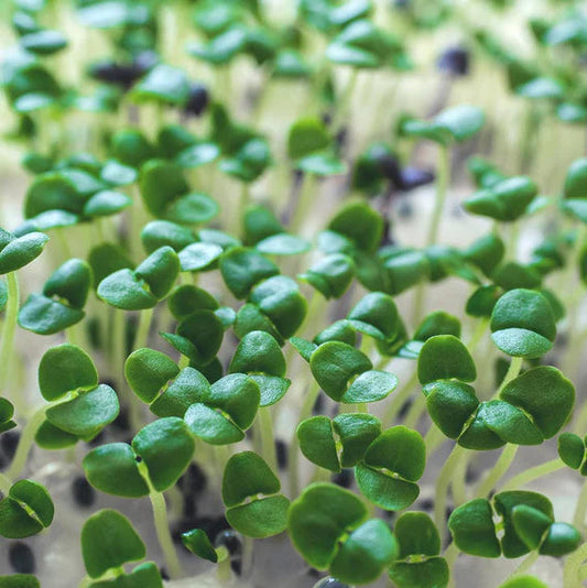 Indian Basil Tukmeria Microgreens Seeds