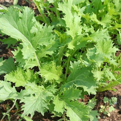 Mizuna Asia Green Herb Seeds