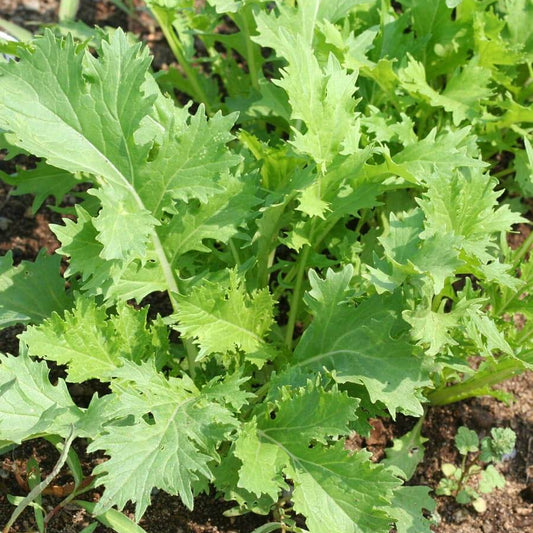 Mizuna Asia Green Herb Seeds