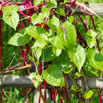 Malabar Spinach Seeds – Nutritious Leafy Vegetable for Home Gardens
