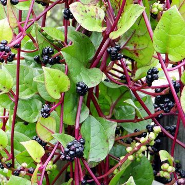 Malabar Spinach Seeds – Nutritious Leafy Vegetable for Home Gardens