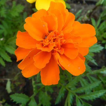 Marigold Nana Patula Orange Seeds