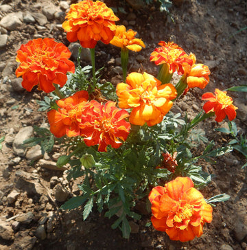 Marigold Nana Patula Orange Seeds