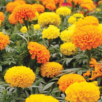 Marigold Yellow Orange Mix Edible Flower Seeds