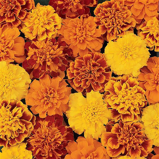 Stock Bonanza Mixed Winter Flower Seeds