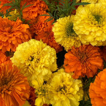 Marigold Cracker Jack Mixed Winter Flower Seeds