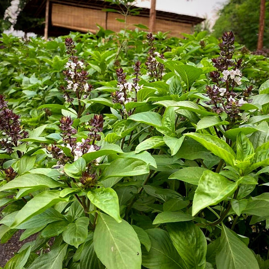 Thai Basil Herb Seeds