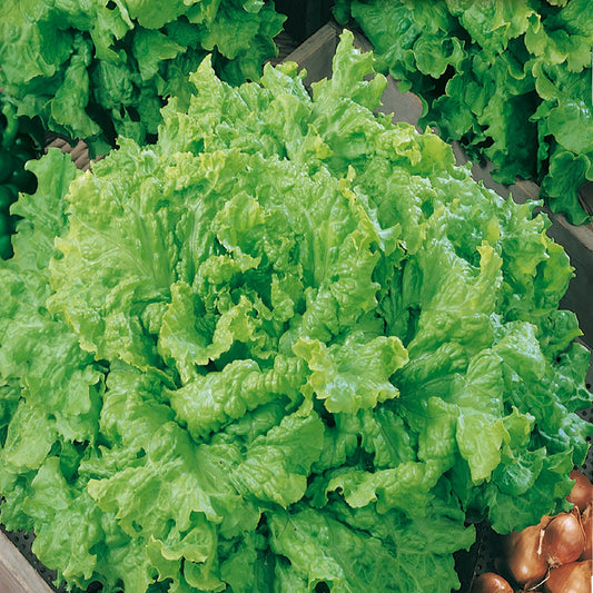 Fresh Grand Rapids Lettuce - Crisp, Tender & Nutritious Greens Exotic Vegetable Seeds