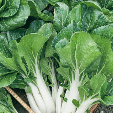 Fresh White Pak Choy – Crisp, Nutritious, and Versatile Green Vegetable Exotic Vegetable Seeds