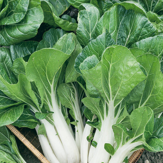 Fresh White Pak Choy – Crisp, Nutritious, and Versatile Green Vegetable Exotic Vegetable Seeds