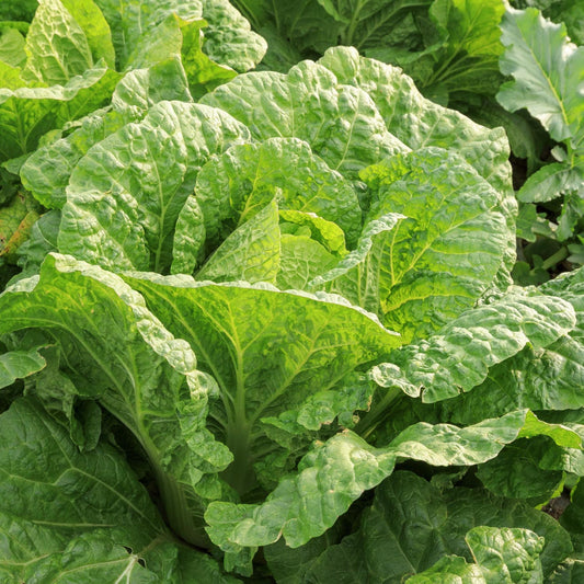 Imported Microgreens Seeds - Chinese Cabbage (Brassica rapa)
