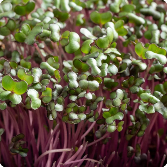 Red Cabbage Microgreen Herb Seeds