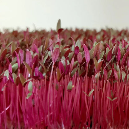 Amaranthus Red Leaf Microgreens Seeds (Choulai)