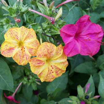 Mirabilis Four O'Clock Winter Flower Seeds