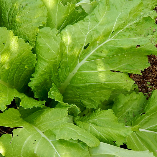 Mustard Florida Broad Leaf Vegetable Seeds