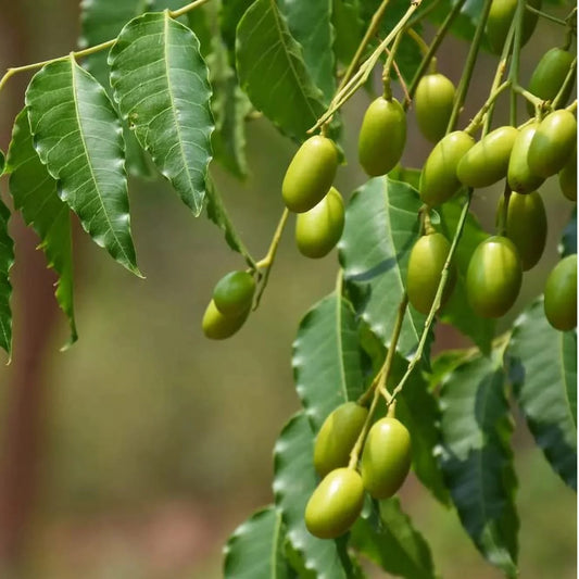 Neem Tree Herb Seeds