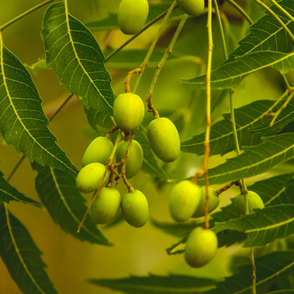 Neem Tree Herb Seeds