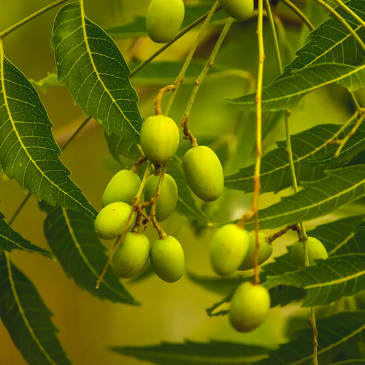 Neem Tree Herb Seeds