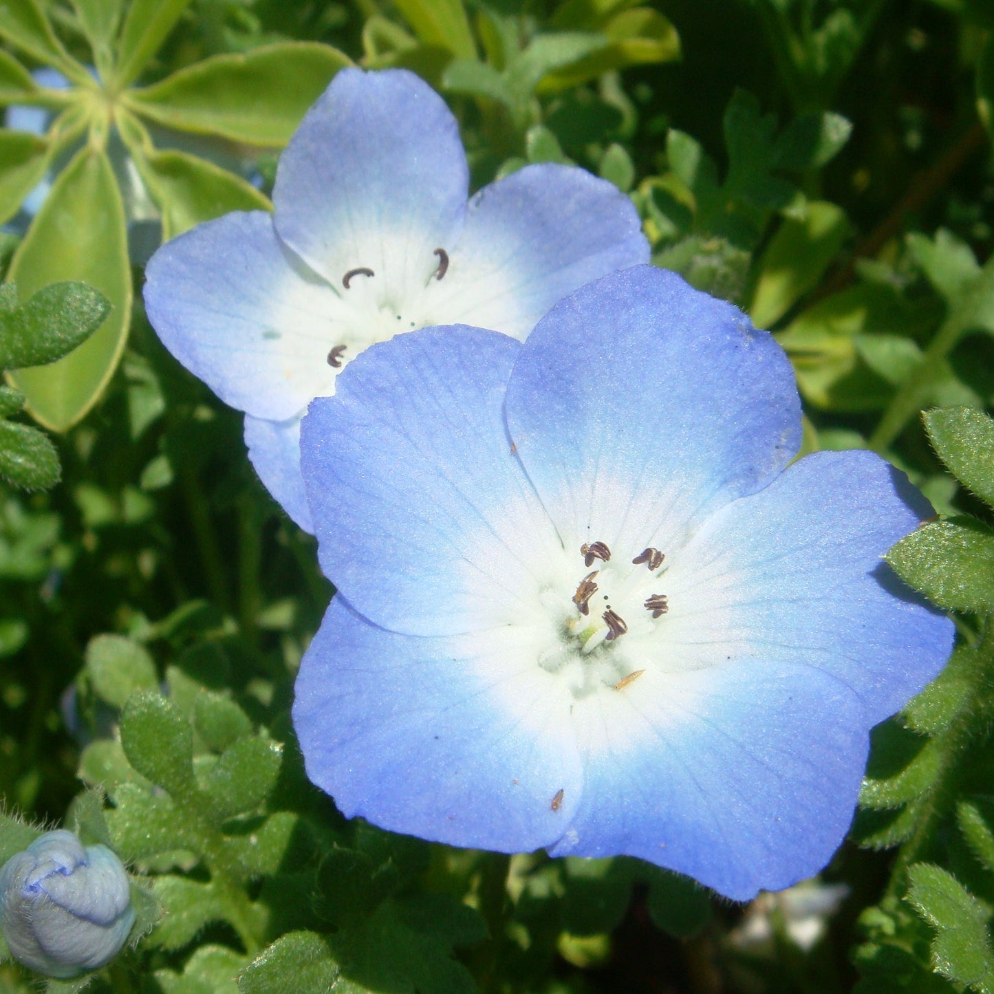 Nimophila Flower Seeds - Beautiful Ground Cover & Vibrant Blooms for Your Garden