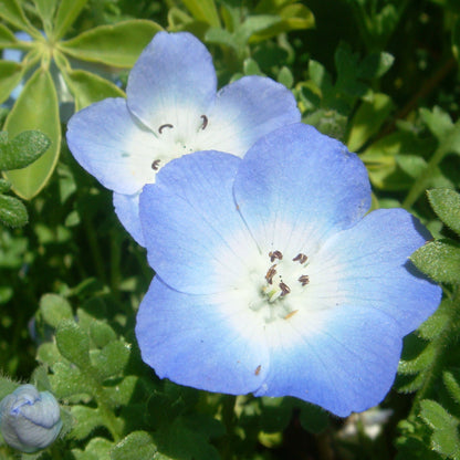 Nimophila Flower Seeds - Beautiful Ground Cover & Vibrant Blooms for Your Garden