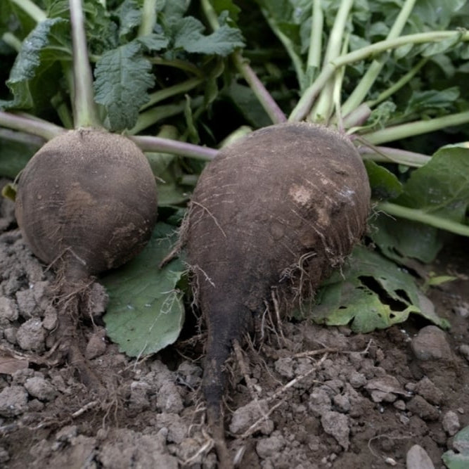 Black Tondo Round Radish - Fresh & Crunchy, 100% Organic Exotic Vegetable Seeds