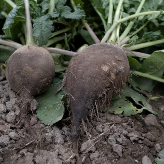 Black Tondo Round Radish - Fresh & Crunchy, 100% Organic Exotic Vegetable Seeds