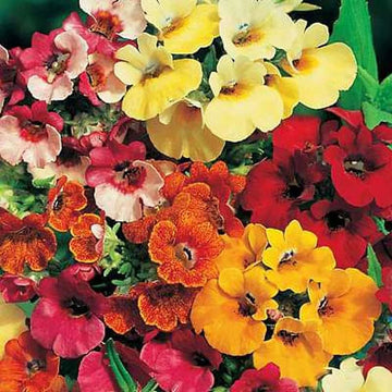 Nemesia Carnival Mixed Winter Flower Seeds