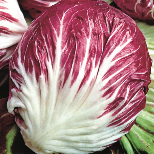 Red Cabbage - Fresh & Organic Topas Variety Exotic Vegetable Seeds
