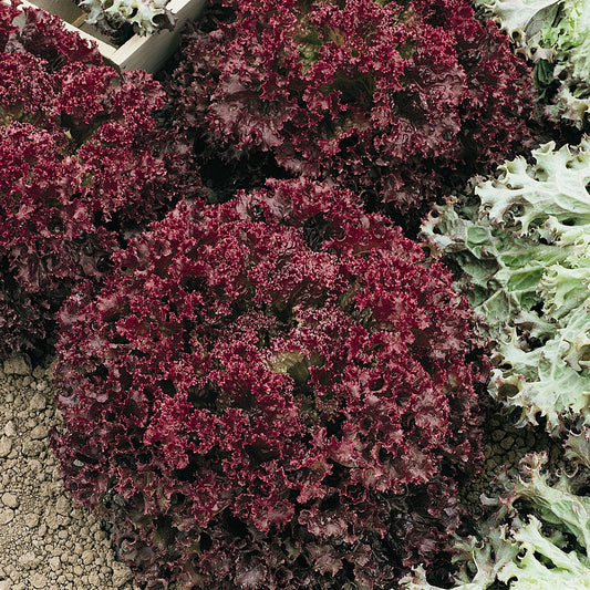 FL Black Dark Rose Lettuce - Iollo Rosso Type Exotic Vegetable Seeds
