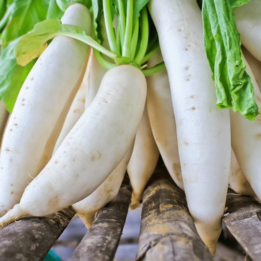 Radish Padra Leaf Vegetable Seeds