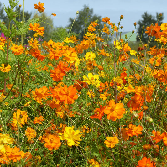 Cosmos Bright Light Orange Seeds