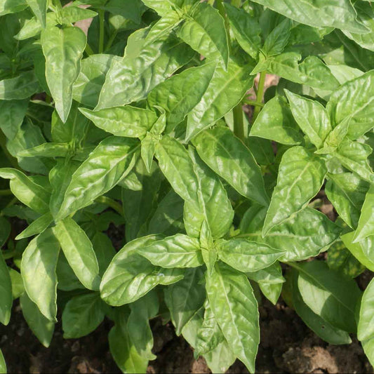 Sweet Basil Microgreens Seeds