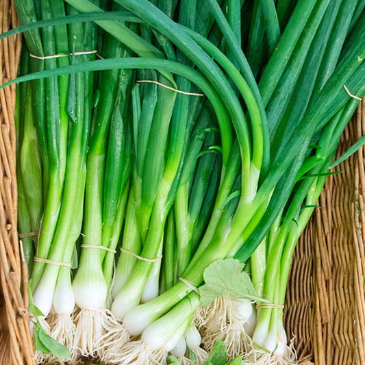 Fresh Scallions, White, Green & Leaf Microgreens Seeds