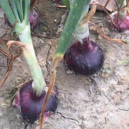 Onion Starz Z Black Vegetable Seeds
