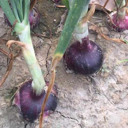 Onion Starz Z Black Vegetable Seeds
