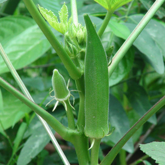 Okra F1 Hybrid Suiata Vegetable Seeds