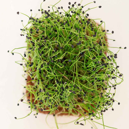 Chives Green Plain Leaf Microgreens Seeds