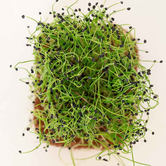 Chives Green Plain Leaf Microgreens Seeds