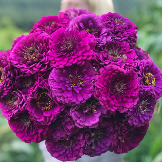 Zinnia F1 Elegans Purple Summer Flower Seeds