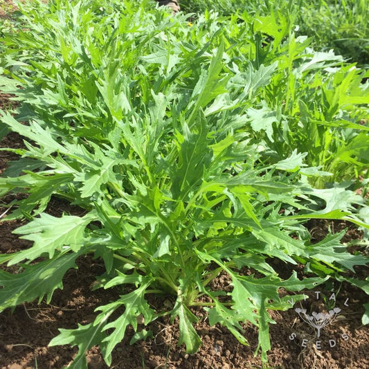 Mizuna Asia Green Herb Seeds