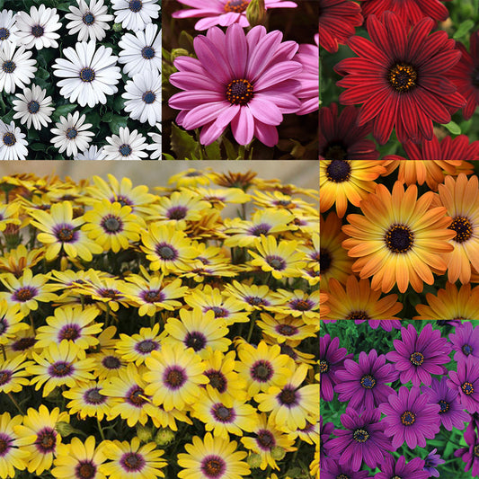 Daisy Grand Mix Edible Flower Seeds
